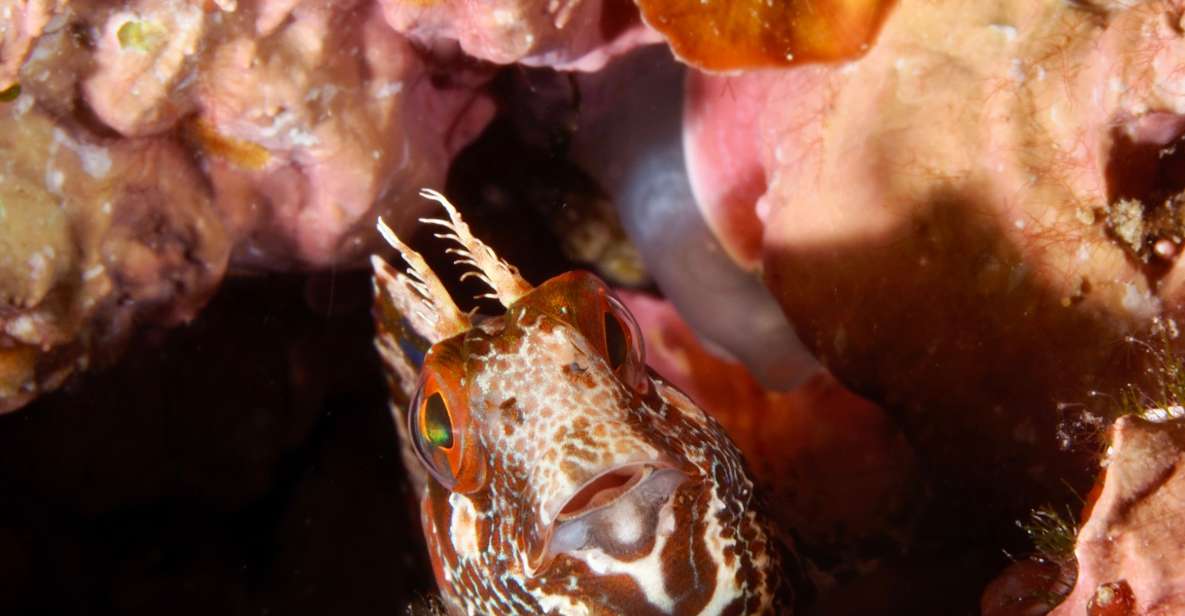 Tossa De Mar: Mar Menuda Dive Trip for Certified Divers - Facilities and Services