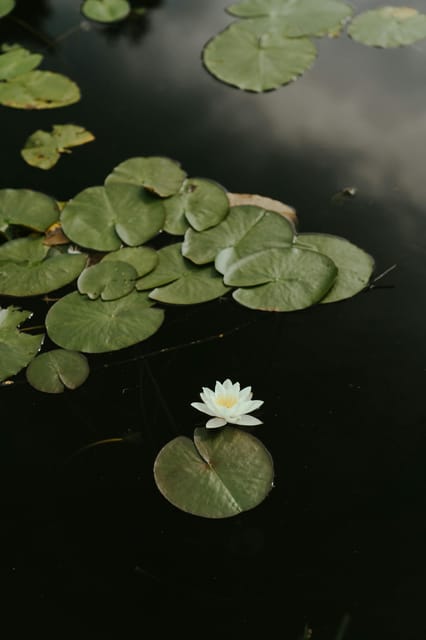 Tour to Lotus Lake/Boat Tour/Lotus Flowers/Birds - Lotus Lake Exploration