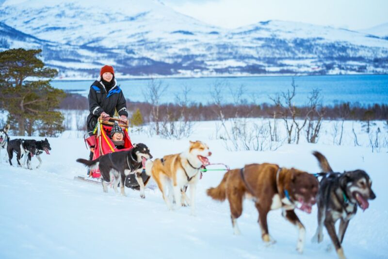 Tromsø: Husky Sled Self-Drive With Traditional Lunch - Booking Process