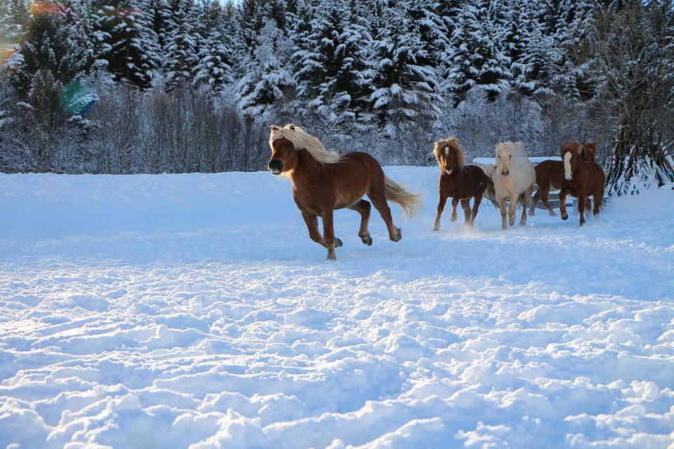 Tromsø: Lyngen Horse Stud Farm Visit - Whats Included in Your Visit