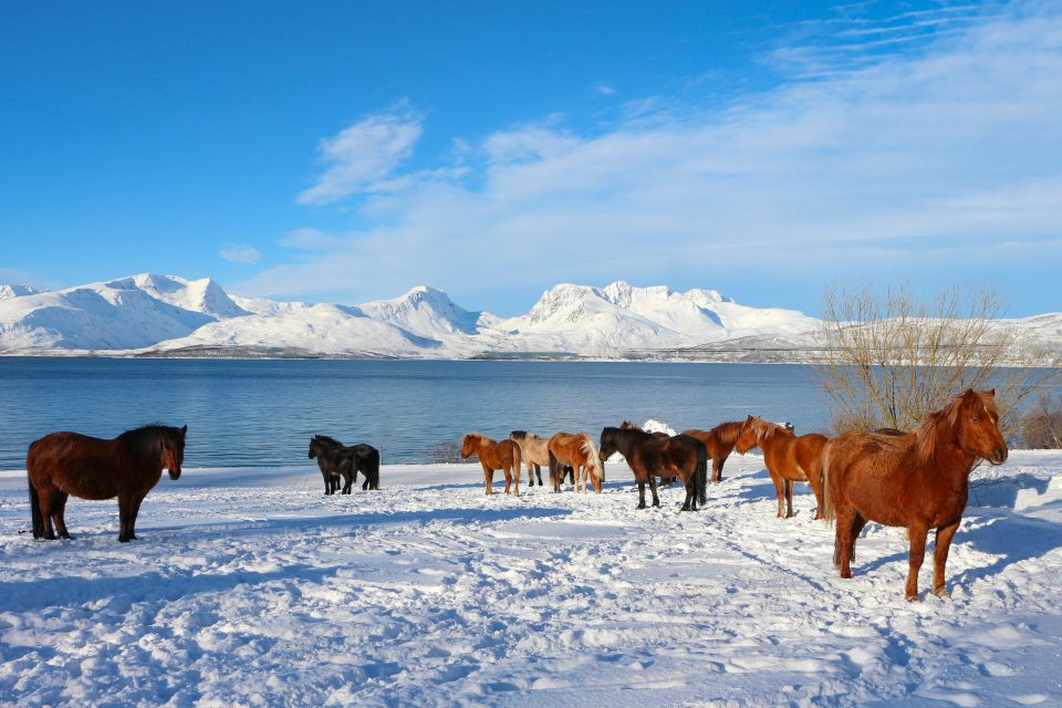 Tromsø: Lyngen Horseback Riding Experience - Preparation Tips