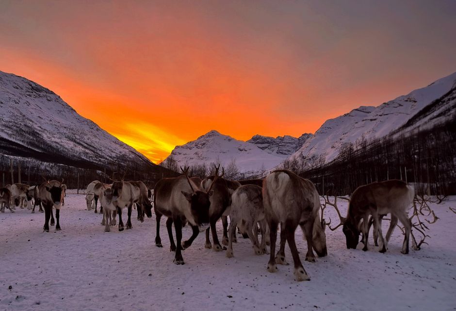 Tromsø: Reindeer Experience in Sami-Camp - Cancellation Policy