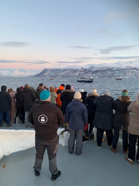 Tromsø Whale Safari With MS Trolltind Nordic - Unique Wildlife Encounters