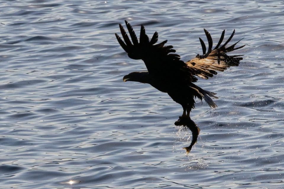 Tromsø: Wildlife Bird Fjord Cruise With Lunch and Drinks - Meeting Point Information