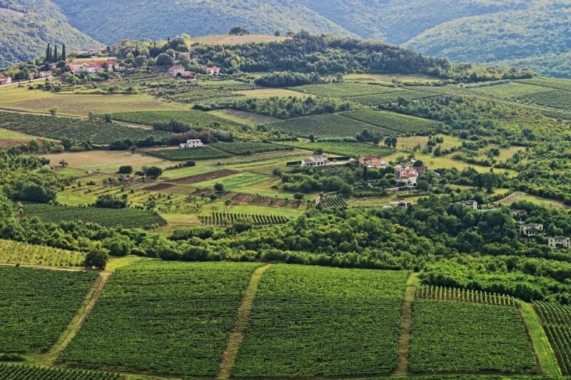 Truffle Hunting in Istria Private Experience - Exploring Motovuns Charming Town