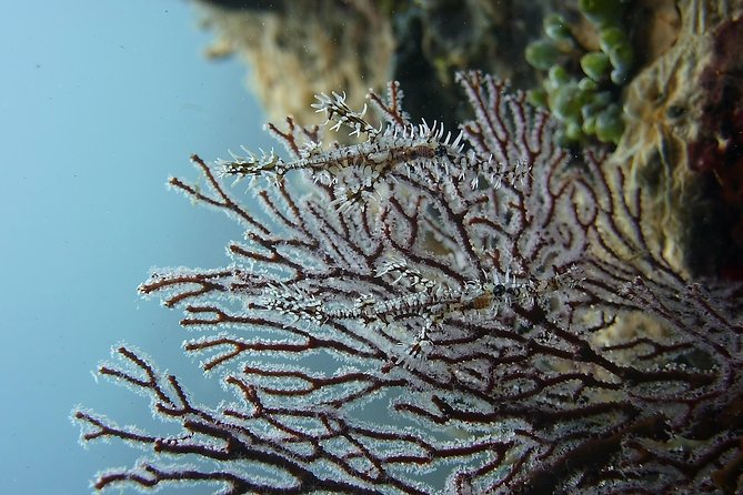 Try Scuba DIVING With BALI DIVING at TULAMBEN - Pricing Details