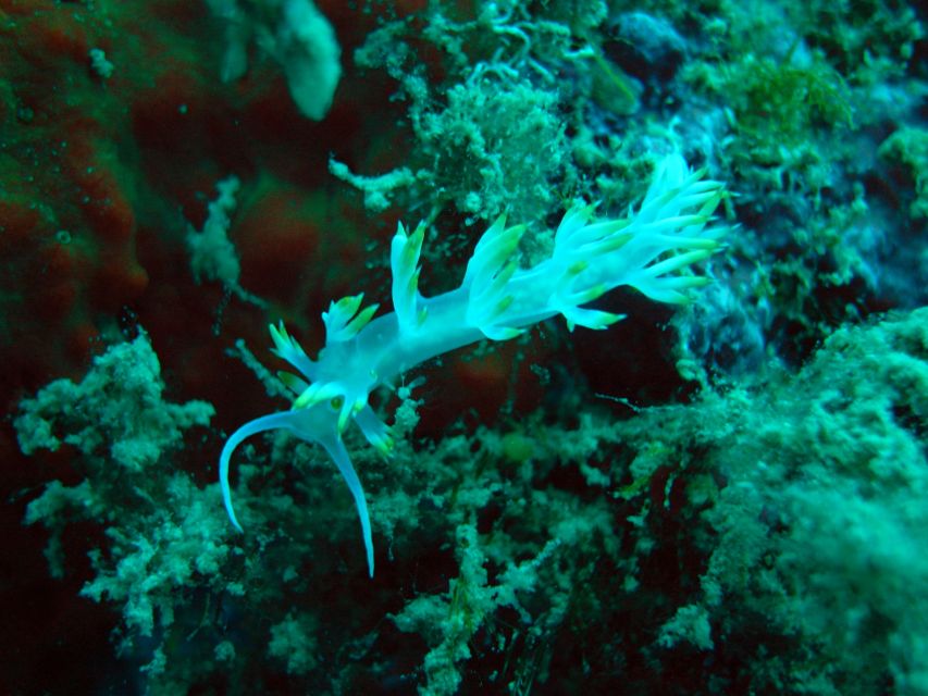 Tucepi: Snorkeling Boat Tour at the Makarska Riviera - Snorkeling Destinations