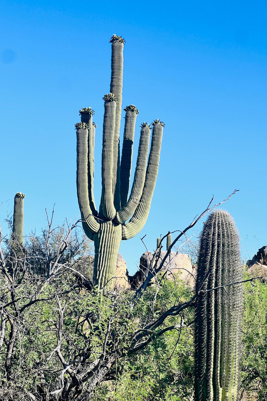 Tucson: Full Suspension Mountain Bike Rental - Exploring Tucsons Trails