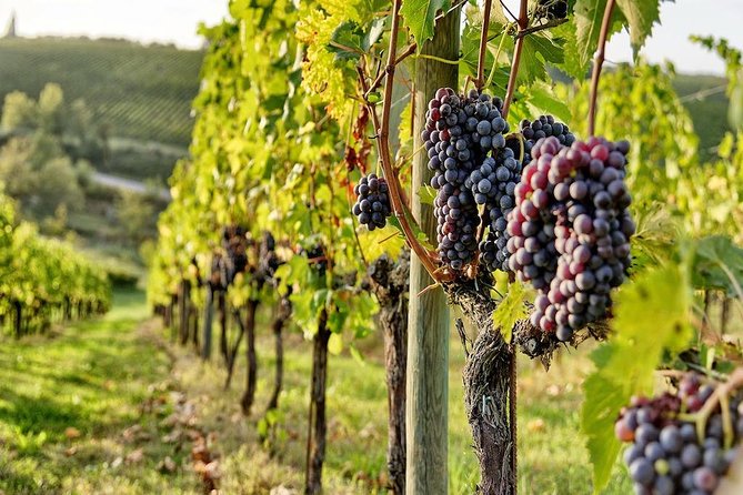 Tuscany Wine Tour From Rome With Private Driver - Customer Feedback Insights