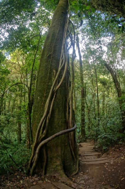 Two Days Doi Inthanon National Park - Itinerary for Day Two