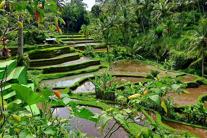 Ubud Tour - Best of Ubud With Jungle Swing - All Inclusive - Tegenungan Waterfall Visit