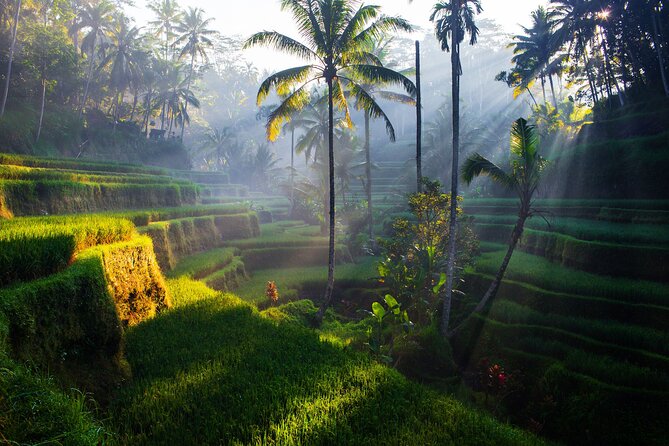 Ubud Waterfall, Rice Terraces, and Swing Explore - Inclusions and Pricing Details