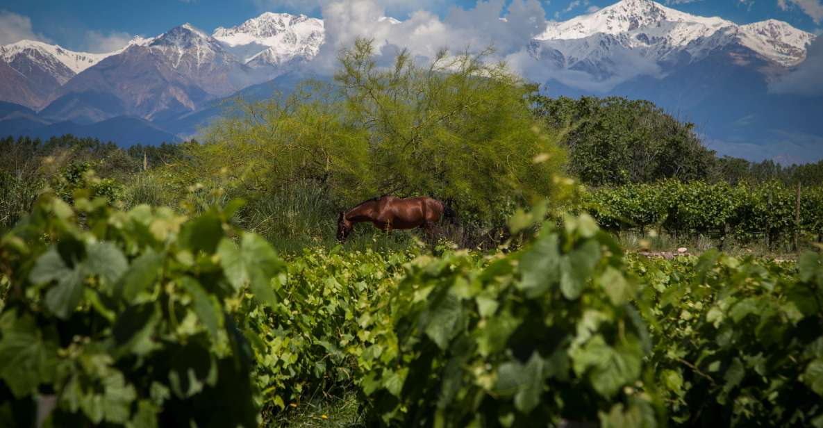 Uco Deluxe: Best Wineries and a Real Argentine Asado - Inclusions and Restrictions