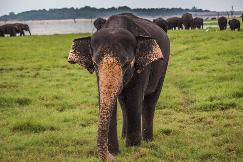 Udawalawa National Park: All-Inclusive Private Day Tour - Customer Reviews and Highlights