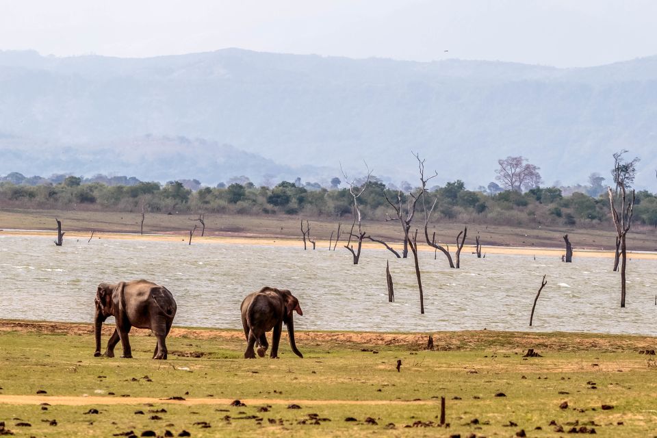 Udawalawa National Park: Private Safari - Ideal for Birdwatchers