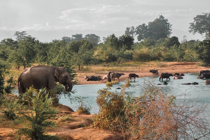 Udawalawe National Park Safari From Weligama - Health and Accessibility Considerations