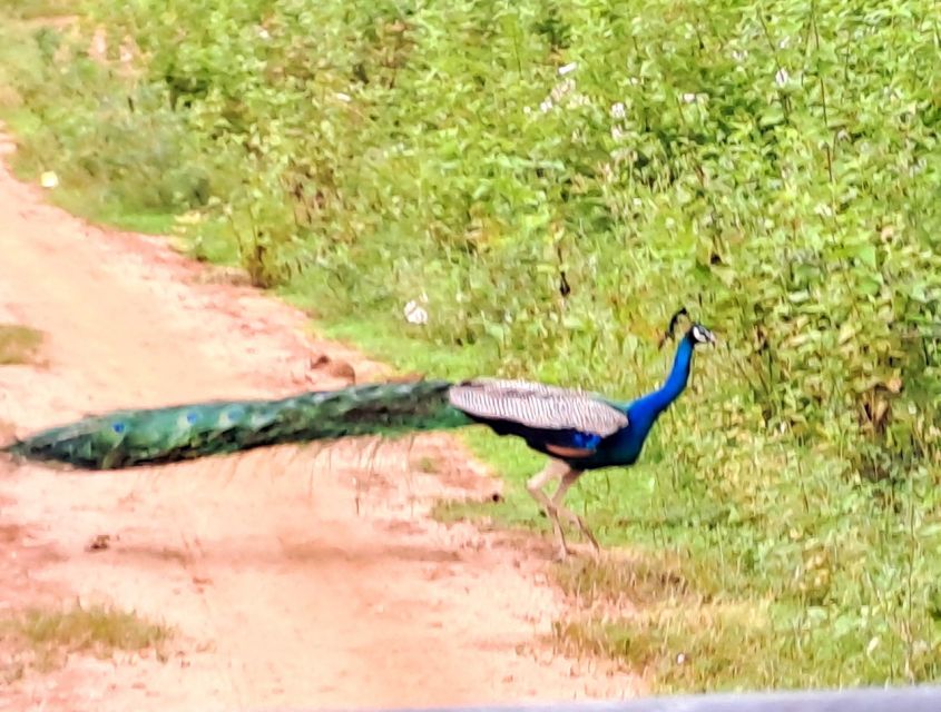 Udawalawe National Park Safari Tour - Itinerary Highlights