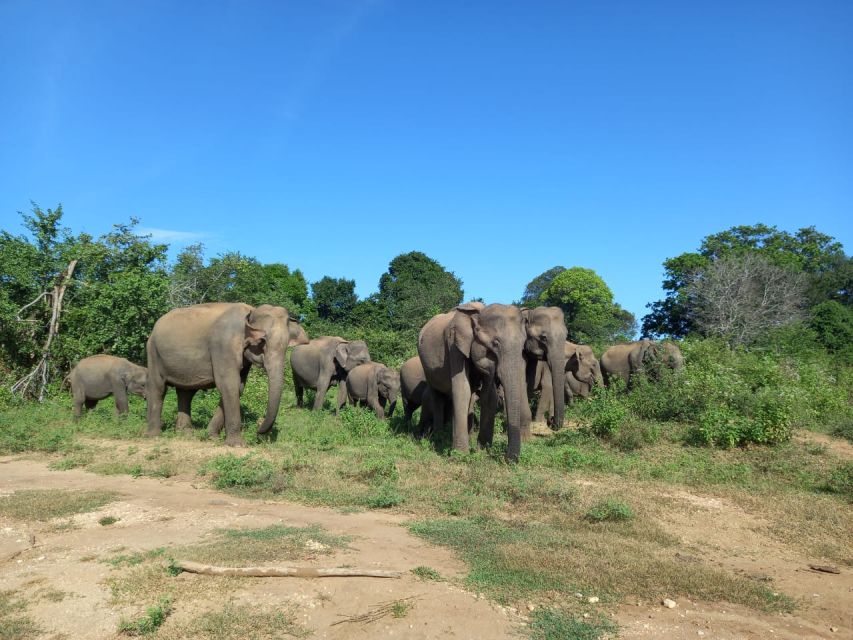 Udawalawe Wild Safari Tours | 7 Hours | All Inclusive - Safari Duration