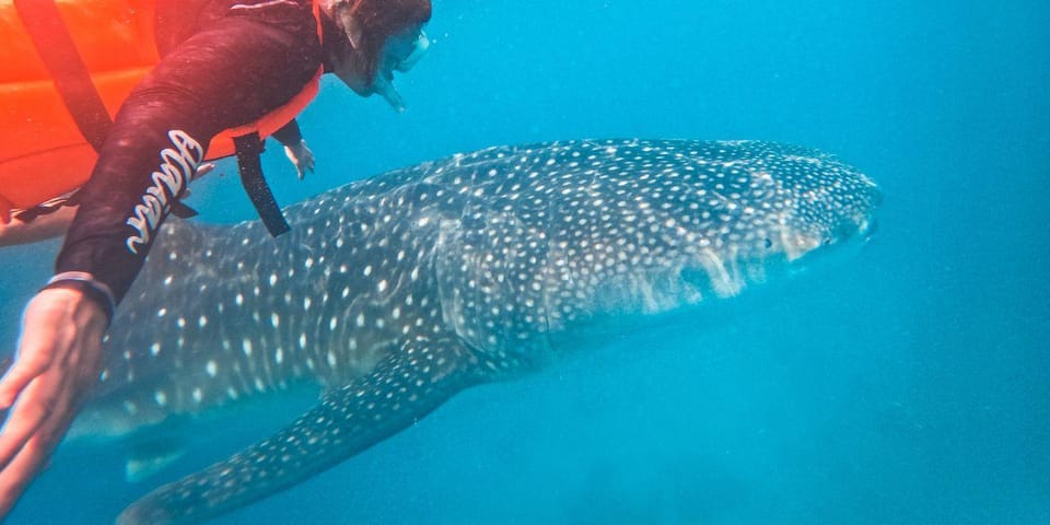 Ultimate Whaleshark Encounter: Taug Private Tour - Market Visits