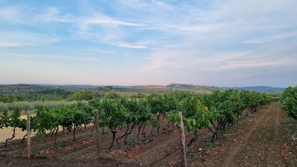 Umag: Olive Oil, Wine, and Local Food at a Family Farm - Farm Tour and Olive Grove Exploration