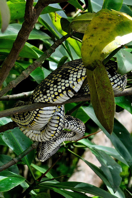 UNESCO Geopark Mangrove Tour Langkawi - Inclusions and Requirements