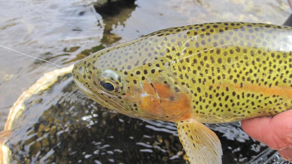 Upper Colorado River Guided Fly Fishing Trip - Meeting Information