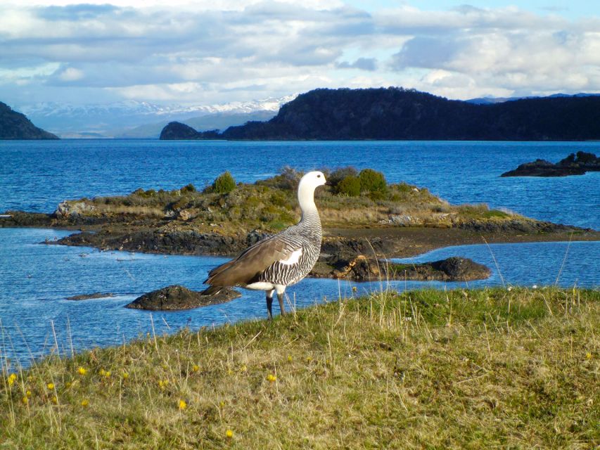 Ushuaia: Beagle Channel, Seal Island & Bridges Islands Tour - Inclusions of the Experience