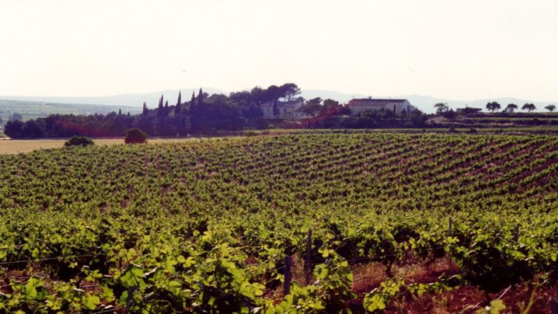 Valencia: Utiel-Requena Cave & Winery Day Trip With Tasting - Wine Tasting and Local Cuisine