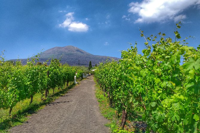 Vesuvius & Vineyard Select From Sorrento - Lunch and Wine Tasting