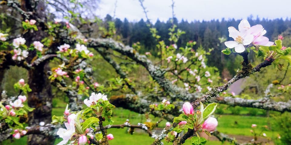 Villingen-Schwenningen: Guided Cider Tasting at the Farm - Booking Information