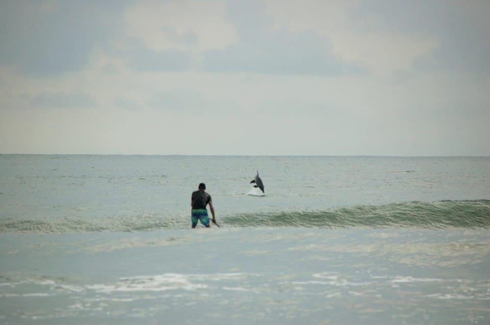 Virginia Beach: Private SUP Ocean Dolphin Adventure - Spotting Dolphins in the Wild