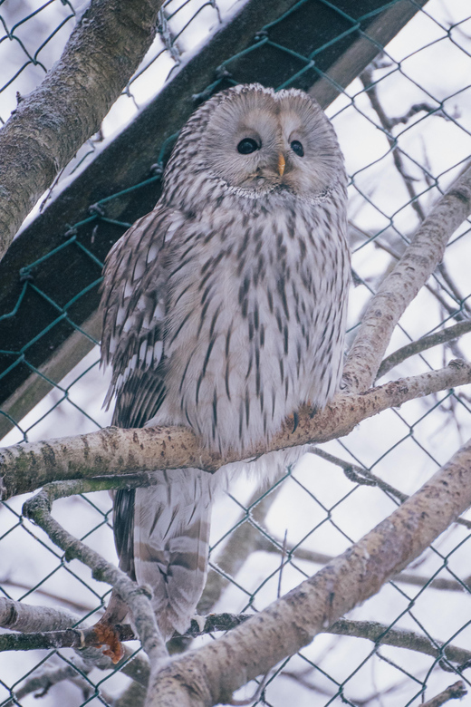 Visit Ranua Zoo With Photographer - Wildlife Encounter Highlights