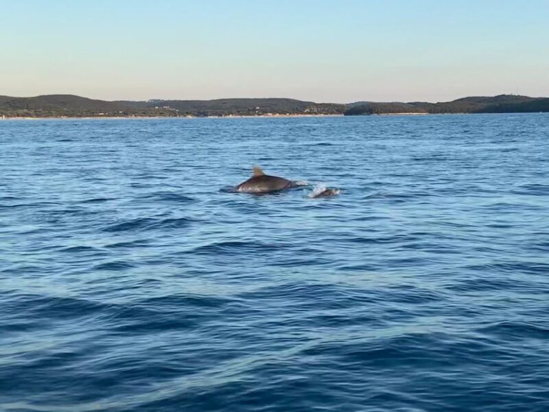 Vrsar: Dolphin Sunrise Adventure With Speedboat - Dolphin Watching Etiquette