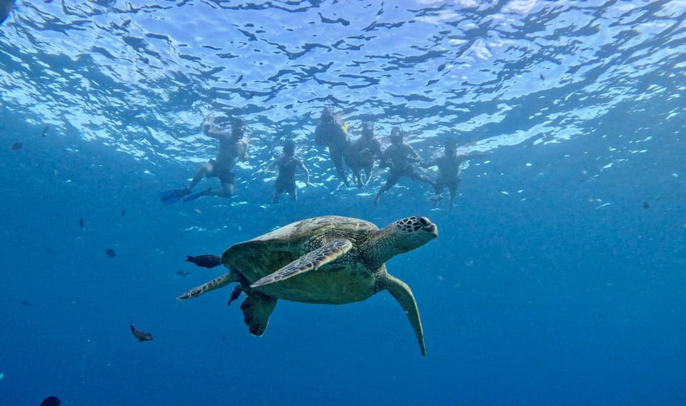 Waikiki: Sea Turtle Snorkeling, Small Group Boat Tour - What to Bring and Restrictions