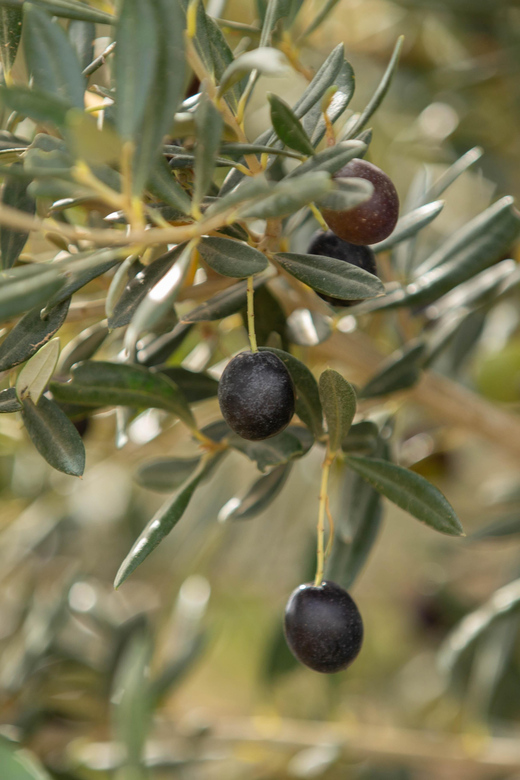 Walk Through the Olive Groves With Tasting - Itinerary