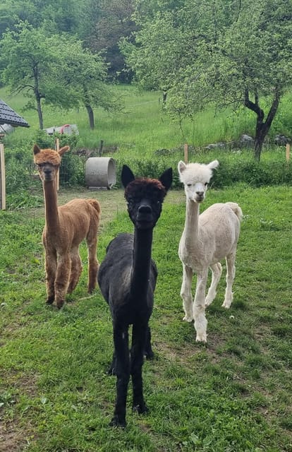 Walking With Alpacas - Domaćija LončNar - Bohinj - Important Information