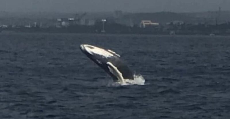 Whale Sail Charter - Glass Policy