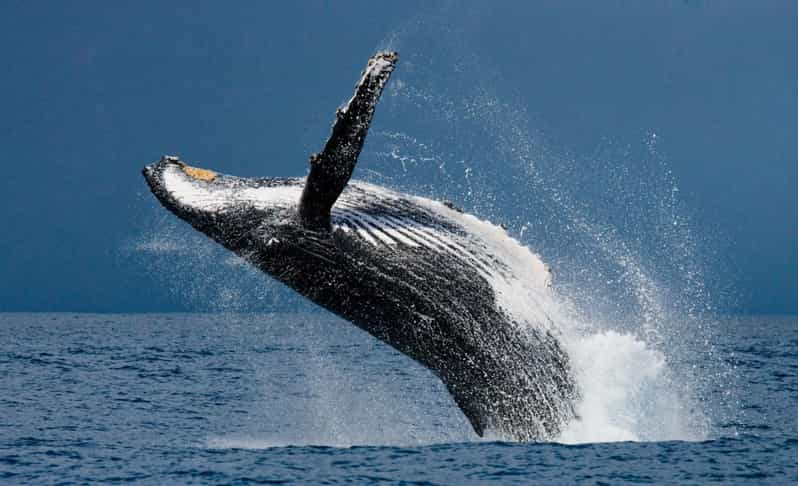 Whale Watching Hermanus Instagram, Group Tour From Cape Town - Inclusions and Important Details