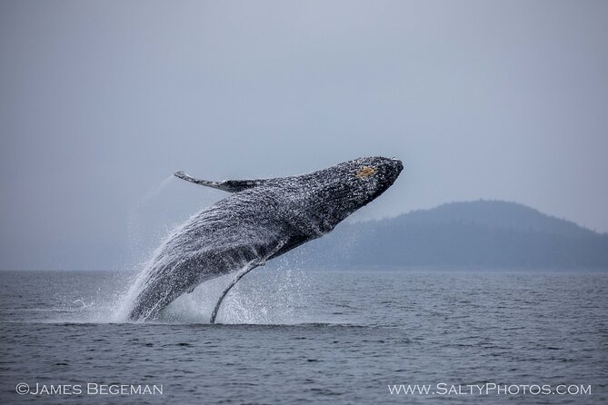 Whale-Watching, Icy Point, Hoonah , Whales, Orca, Killer-Whales. - Customer Experiences