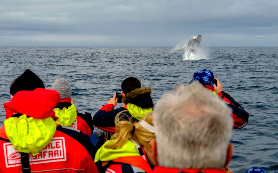 Whale Watching in Reykjavik by Speedboat - Customer Reviews and Ratings