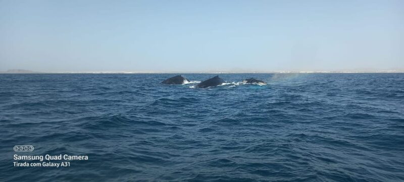Whale Watching Tour SEASONAL - Customer Reviews and Feedback