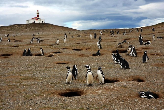 Whales, Penguins & Glaciers Navigation From Punta Arenas - Good To Know