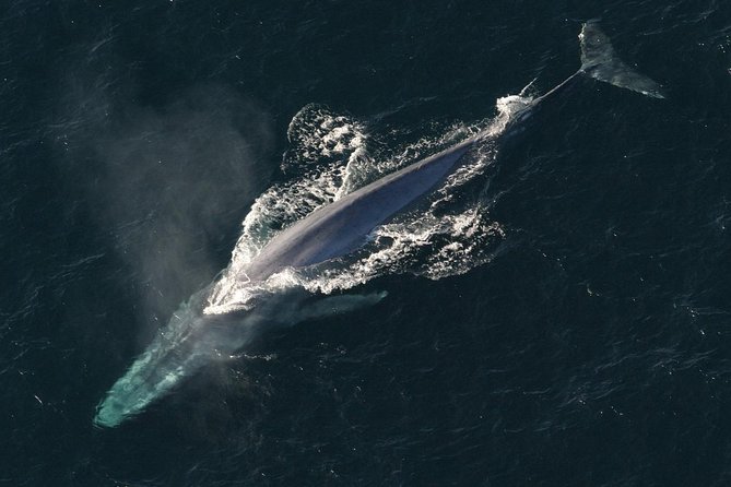 Whales Watching Mirissa - Customer Reviews