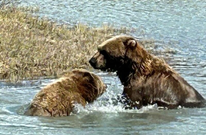 Whittier: Cruise Transit Tour to & From Anchorage - Wildlife Viewing Opportunities
