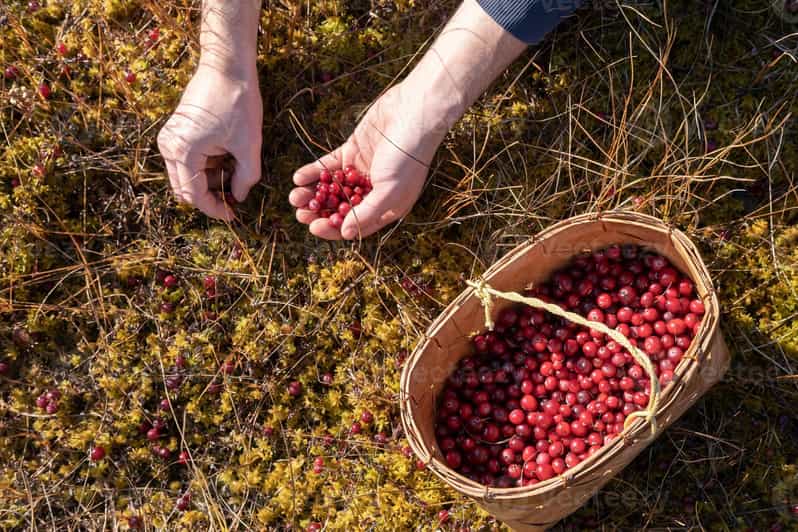 Wild Forest Mushrooms and Berries Picking Tour - Booking Details