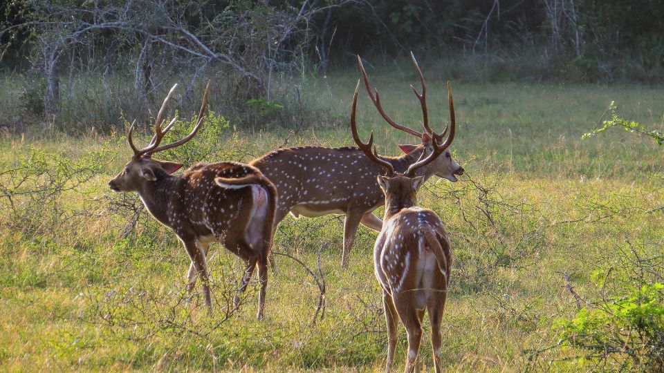 Wilpattu National Park: 3-Hour Morning or Evening Safari - Important Information