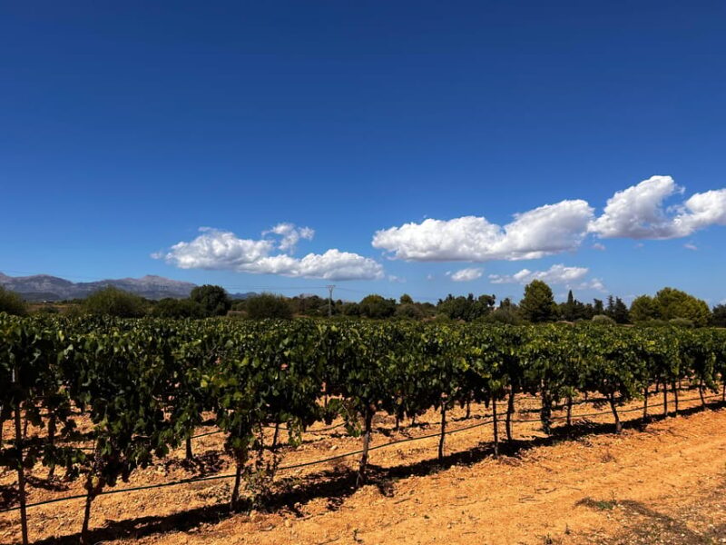 Wine Sunday in Mallorca - Exceptional Wine Tasting Experience