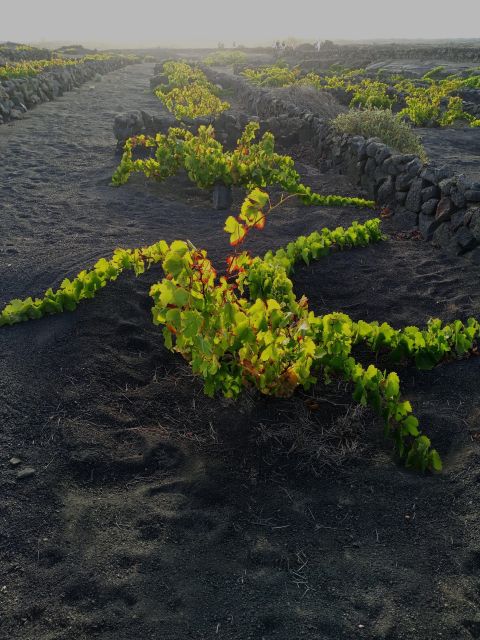 Wine Tour Discovering the Origins of Vineyards in Lanzarote - Customer Feedback