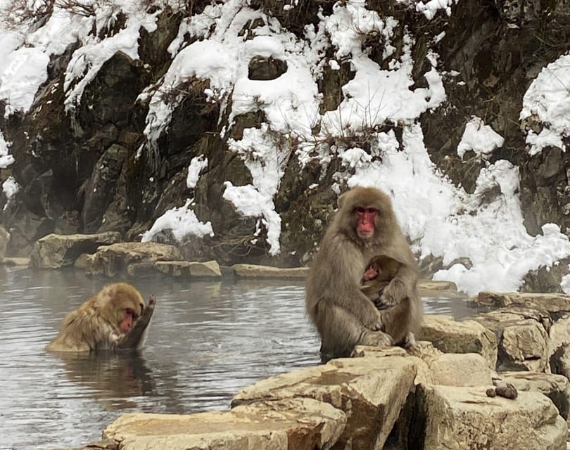 Winter Only From Nozawa Onsen: Snow Monkeys, Zenko-ji & Sake - Important Information for Visitors