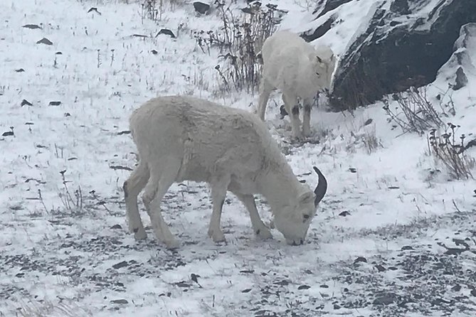 Winter - Wildlife & Turnagain Arm Tour - Meeting Point Information